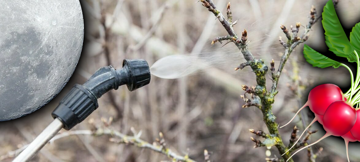 Лунный календарь. Коллаж BGmedia