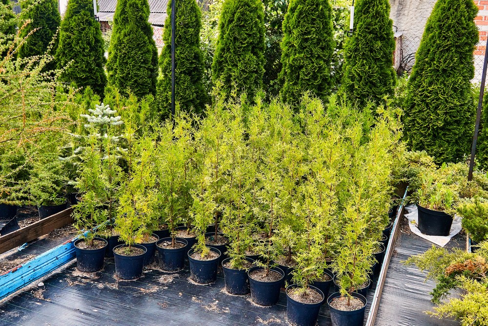 Питомник братьев Вирко