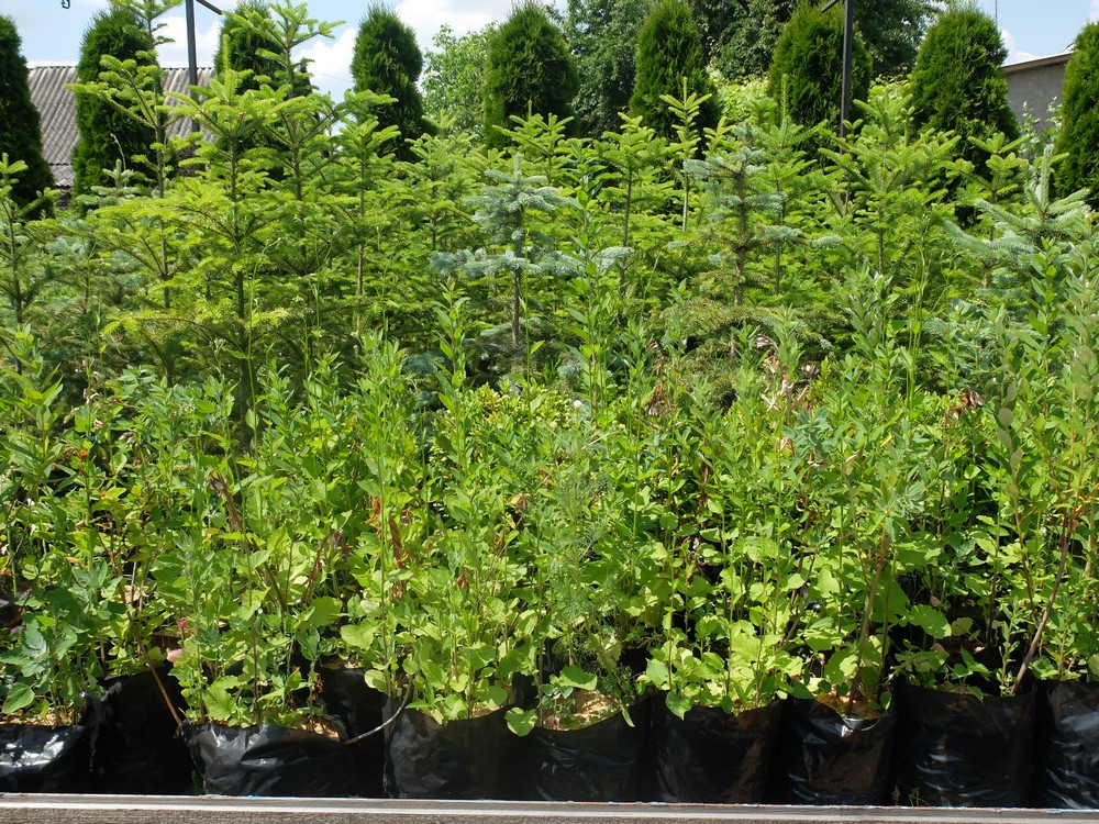 Питомник братьев Вирко