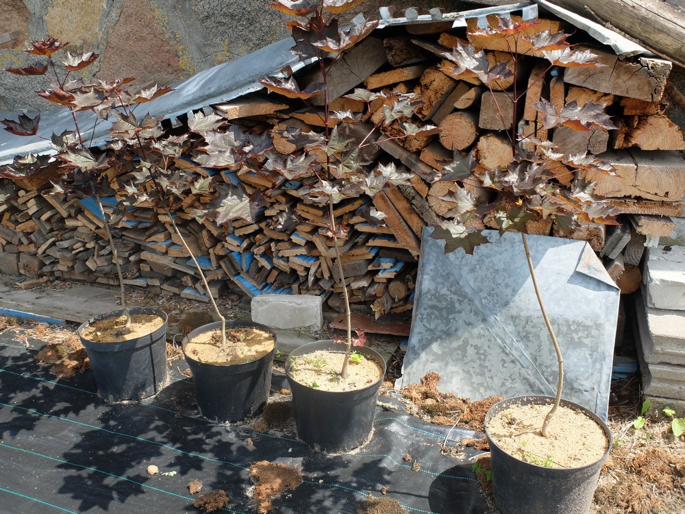 Питомник братьев Вирко