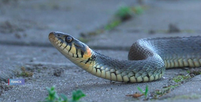 Змея в Пинске.