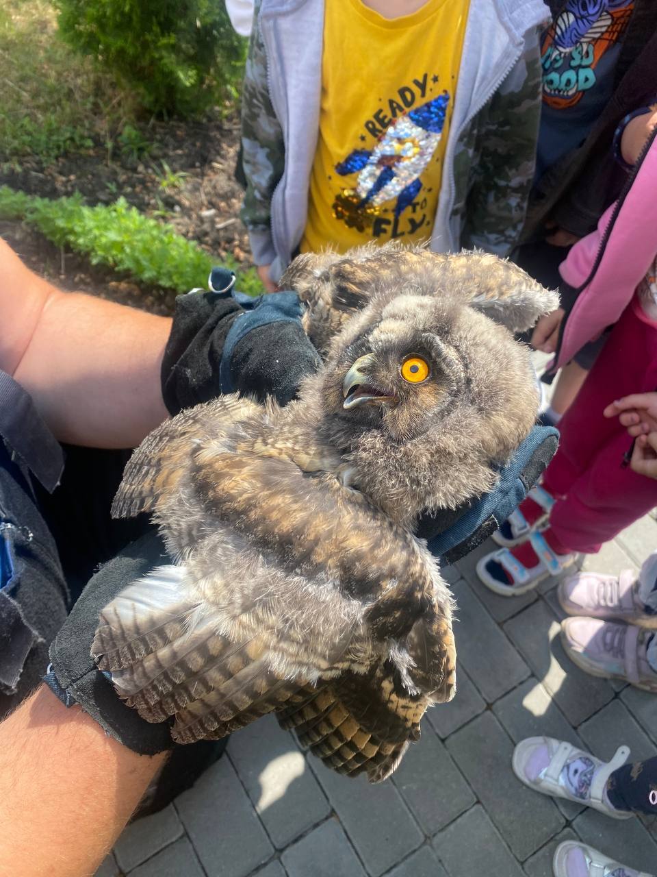 Выпавший из гнезда совенок, обнаруженный воспитанниками детского сада № 44. Фото: «Любимый Брест».