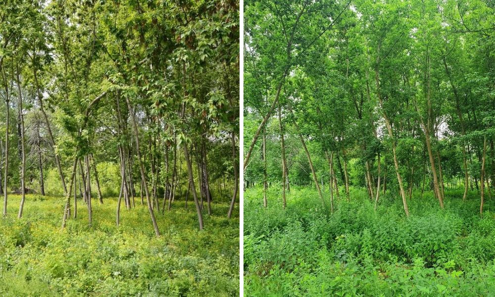 Состояние сквера на Папанина в мае 2020 года и в июле 2021 года (слева направо). Фото: BGmedia.