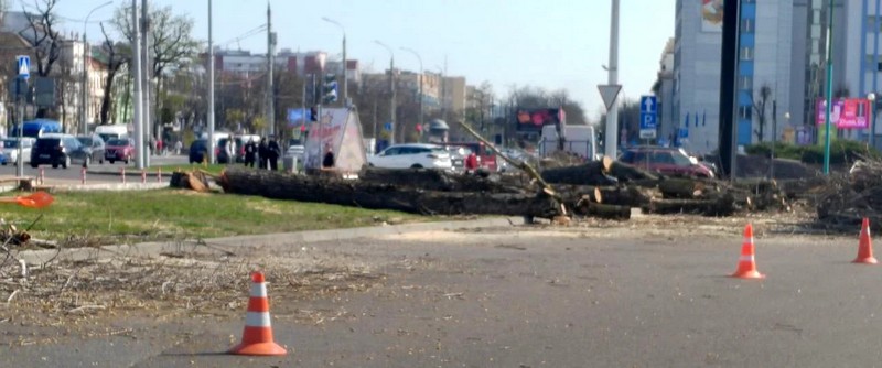 В Бресте возле ЦУМа спилили деревья. Фото из соцсетей