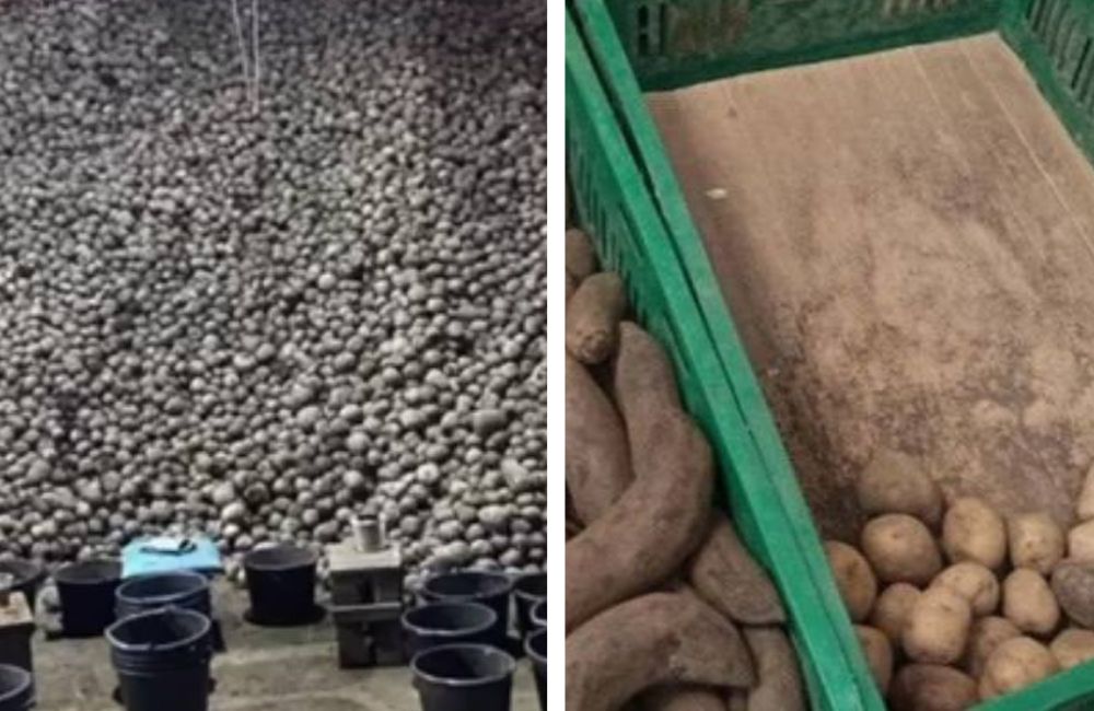 Картофель предположительно в стабфонде. Фото: МАРТ.