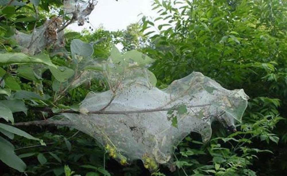 Американская белая бабочка. Фото: ggiskzr.by.