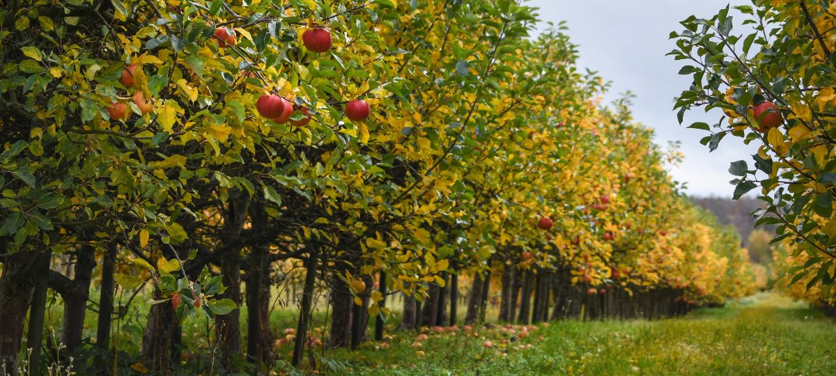 Яблоки, сад, аллея