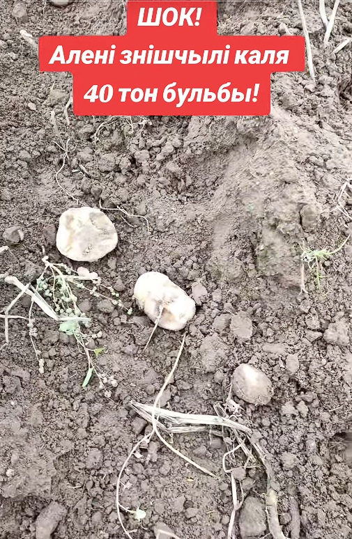 бульбяное поле