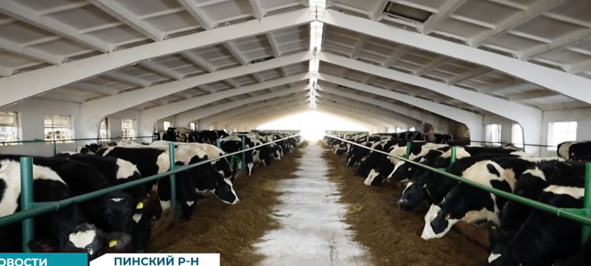 Коровник, Брестчина